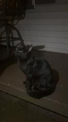 Found/Stray Male Cat last seen Orchard park blvd, Irondequoit, NY 14622