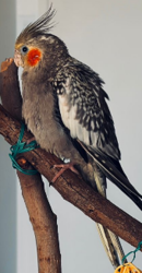 Lost Male Bird last seen George Street, North Strathfield, North Strathfield, NSW 2137