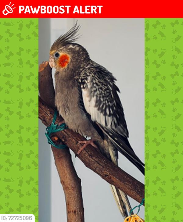 Lost Male Bird last seen George Street, North Strathfield, North Strathfield, NSW 2137