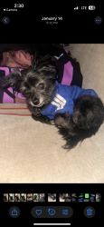 Lost Male Dog last seen Sandy, Sandy, UT 84070