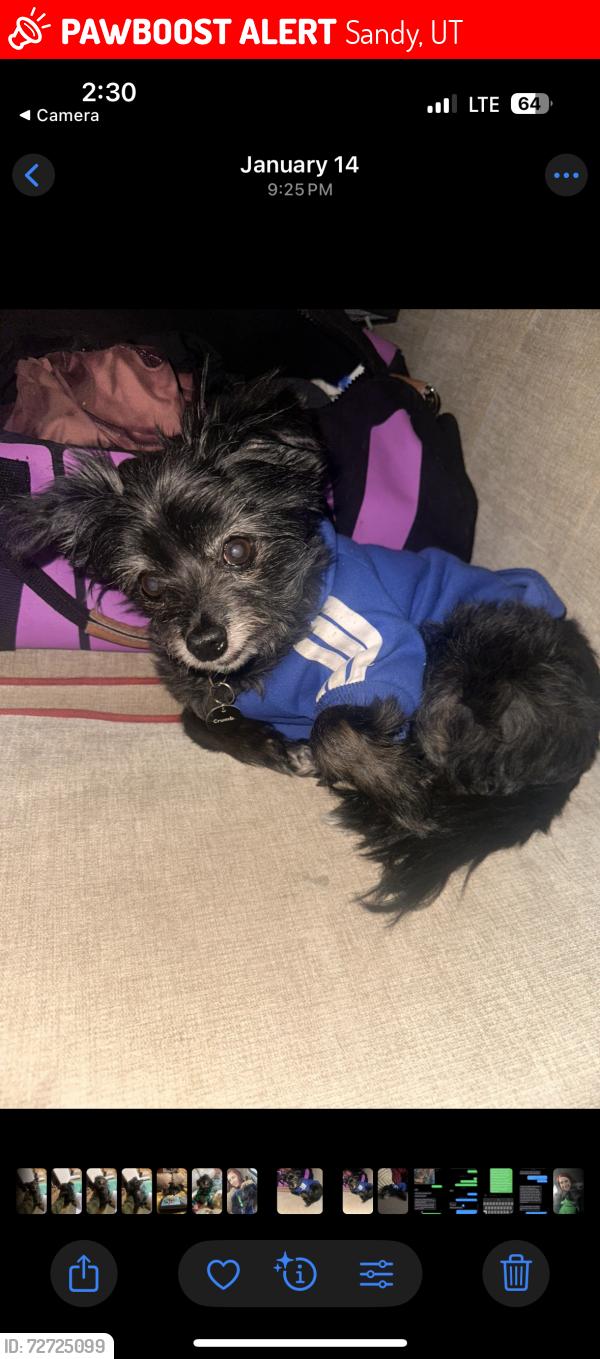 Lost Male Dog last seen Sandy, Sandy, UT 84070