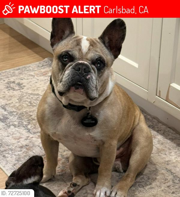Lost Male Dog last seen Telescope Ave, Carlsbad , Carlsbad, CA 92008