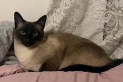 Lost Female Cat last seen Prince Edward Ave and Pembroke Ln, El Paso, TX 79924