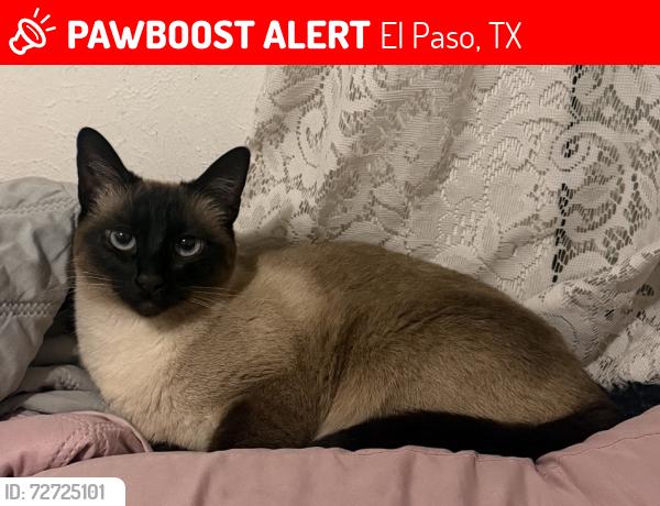 Lost Female Cat last seen Prince Edward Ave and Pembroke Ln, El Paso, TX 79924