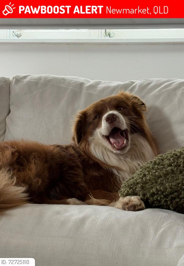 Lost Male Dog last seen Thurlow st , Newmarket, QLD 4051