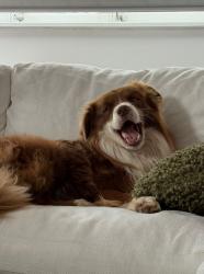 Lost Male Dog last seen Thurlow st , Newmarket, QLD 4051