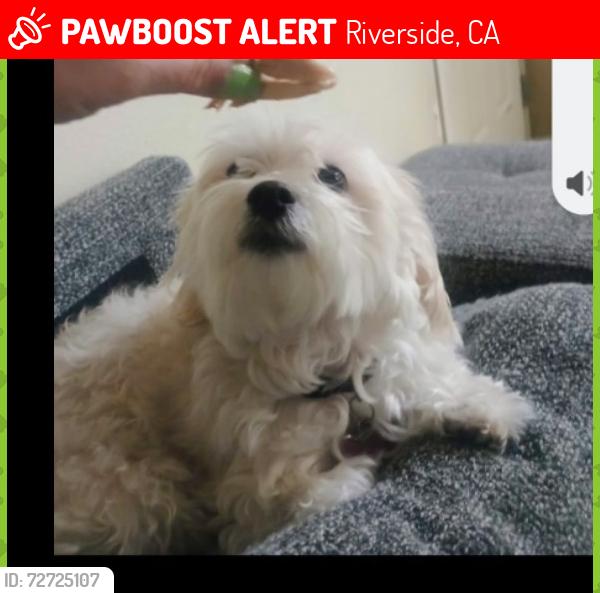 Lost Female Dog last seen California ave and Hole st Riverside , Riverside, CA 92505