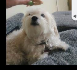 Lost Female Dog last seen California ave and Hole st Riverside , Riverside, CA 92505