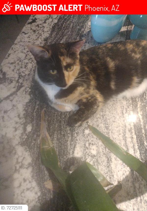 Lost Female Cat last seen 35th ave thunderbird, Phoenix, AZ 85029