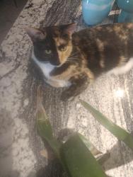 Lost Female Cat last seen 35th ave thunderbird, Phoenix, AZ 85029