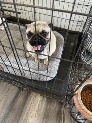 Found/Stray Male Dog last seen Very close to 917 near American legion , Mansfield, TX 76063