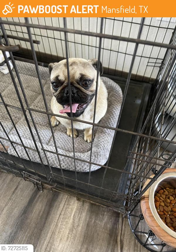 Found/Stray Male Dog last seen Very close to 917 near American legion , Mansfield, TX 76063