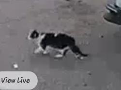 Found/Stray Unknown Cat last seen Astrozon and powers, Colorado Springs, CO 80916