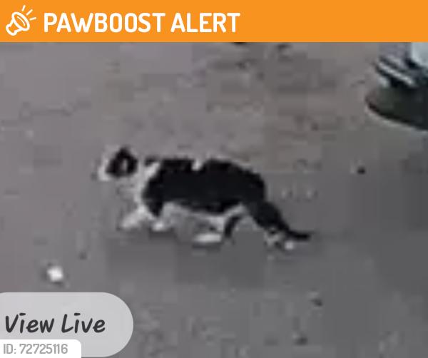 Found/Stray Unknown Cat last seen Astrozon and powers, Colorado Springs, CO 80916