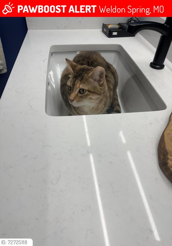 Lost Female Cat last seen Hemingway and Kipling, Weldon Spring, MO 63304
