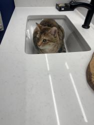 Lost Female Cat last seen Hemingway and Kipling, Weldon Spring, MO 63304