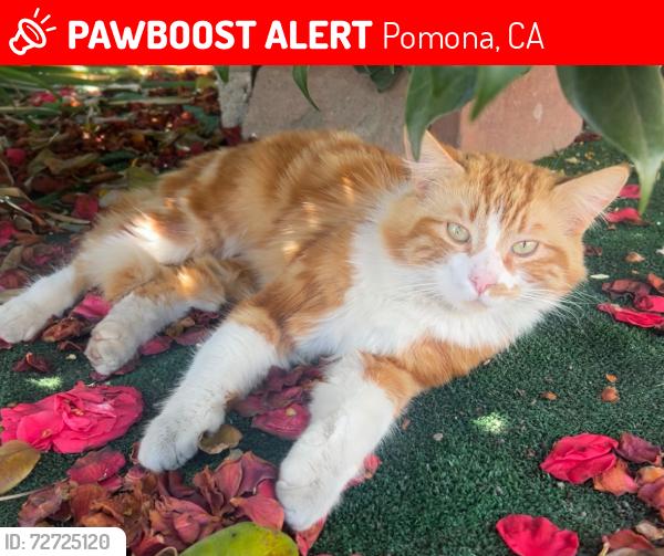 Lost Male Cat last seen Near Humane way & W Mission Blvd , Pomona CA, Pomona, CA 91766