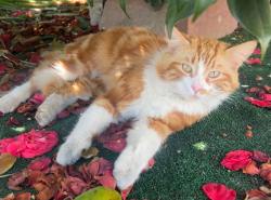 Lost Male Cat last seen Near Humane way & W Mission Blvd , Pomona CA, Pomona, CA 91766