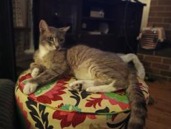 Lost Male Cat last seen Gresham Fred Meyers, urgent care, whites meats., Gresham, OR 97080
