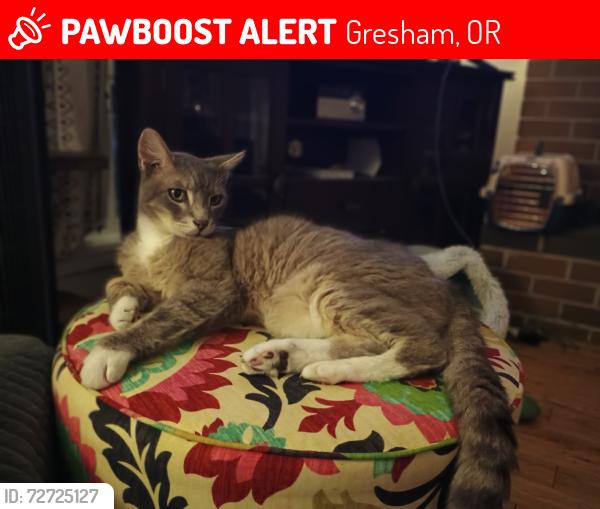 Lost Male Cat last seen Gresham Fred Meyers, urgent care, whites meats., Gresham, OR 97080