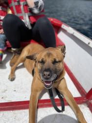 Reunited Male Dog last seen SW 51st & SW Maplewood Road, Portland, OR 97219