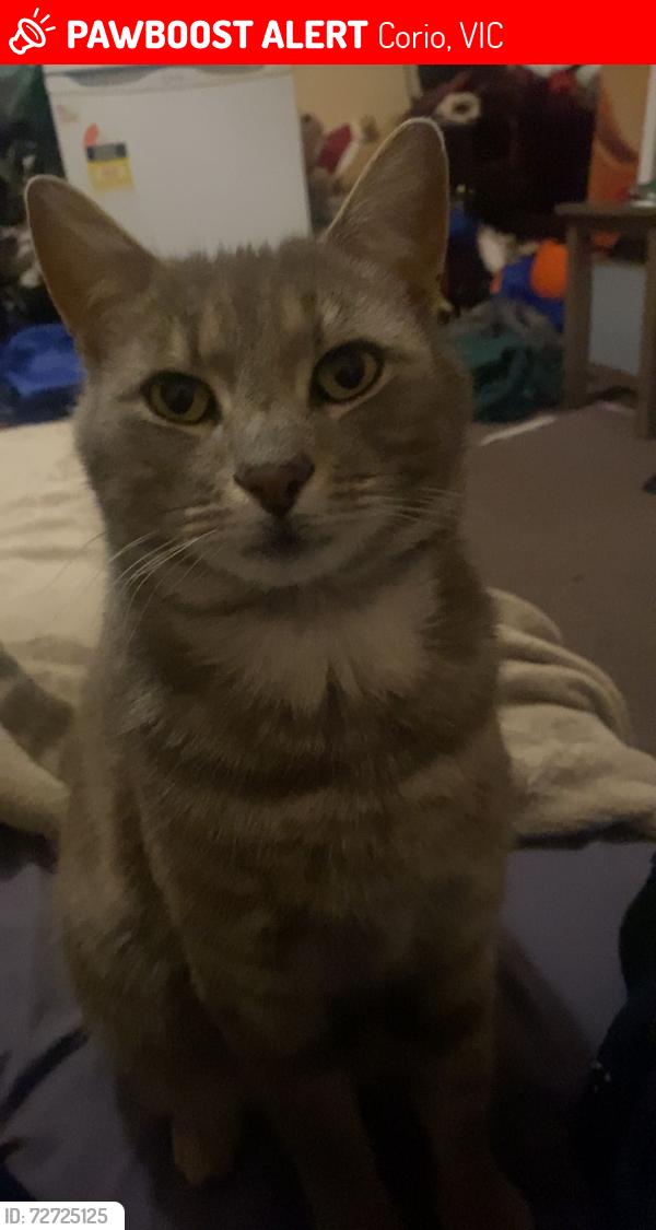 Lost Male Cat last seen Princess highway service road near petstock, Corio, VIC 3214