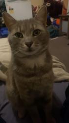 Lost Male Cat last seen Princess highway service road near petstock, Corio, VIC 3214