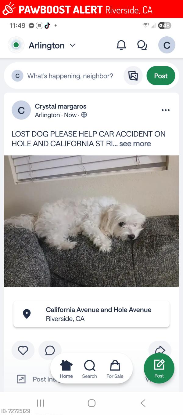 Lost Female Dog last seen California and hole Ave in riverside ca, Riverside, CA 92505