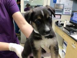 Shelter Stray Female Dog last seen WARREN RD & BROWN ST MEAD VALLEY, CA 92570, Jurupa Valley, CA 92509