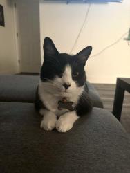 Lost Male Cat last seen Memorial Dr, Houston, TX 77079