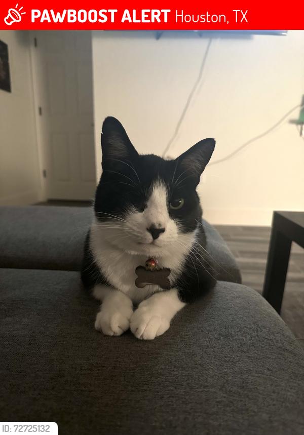 Lost Male Cat last seen Memorial Dr, Houston, TX 77079