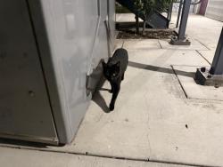 Found/Stray Unknown Cat last seen Somona ave/ broadeay ave, Seaside, CA 93955