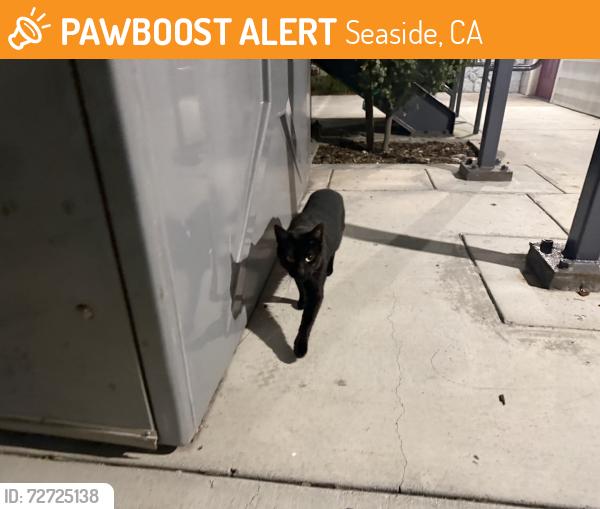 Found/Stray Unknown Cat last seen Somona ave/ broadeay ave, Seaside, CA 93955