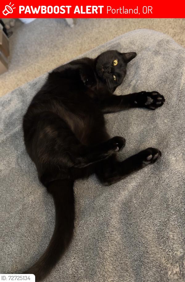 Lost Male Cat last seen Westview Heights apmts 185th and Springville, Portland, OR 97229