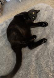 Lost Male Cat last seen Westview Heights apmts 185th and Springville, Portland, OR 97229