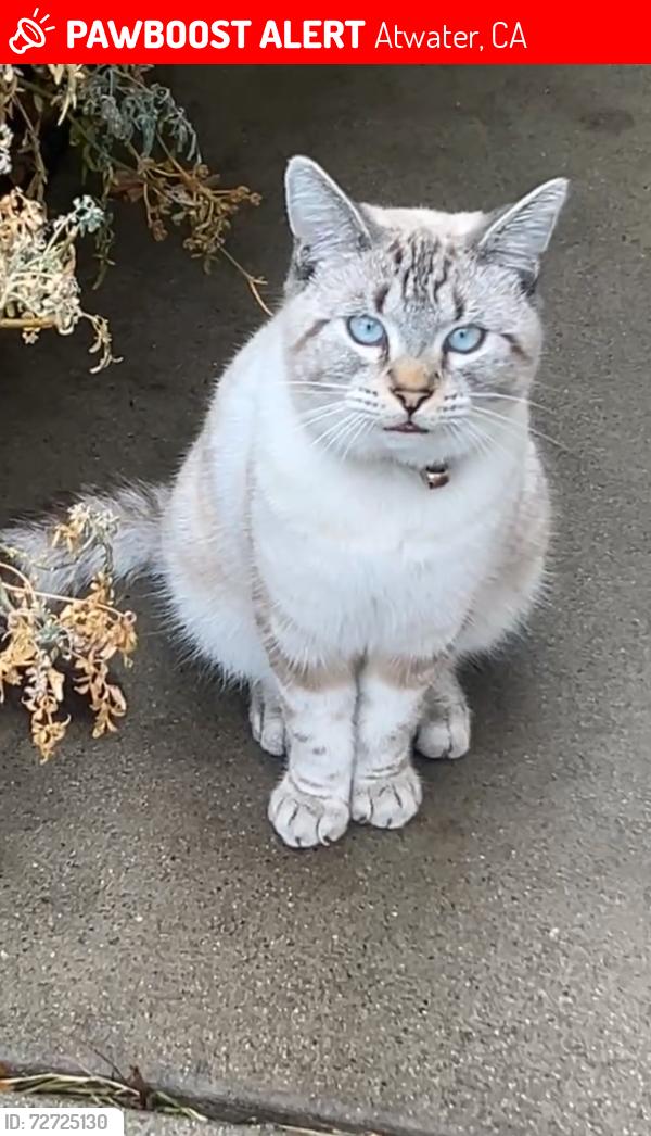 Lost Male Cat last seen In shape, Shaffer road, First St, Atwater, CA 95301