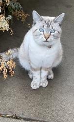 Lost Male Cat last seen In shape, Shaffer road, First St, Atwater, CA 95301