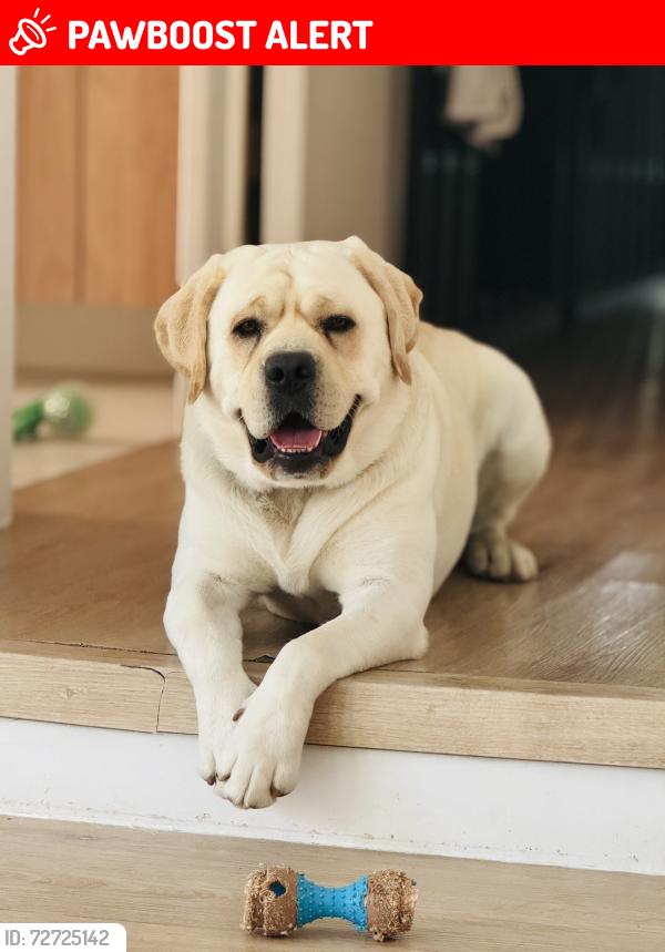 Lost Male Dog last seen Near st 144 Av hmstd , Miami-Dade County, FL 33031