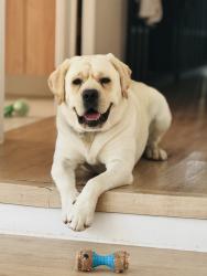 Lost Male Dog last seen Near st 144 Av hmstd , Miami-Dade County, FL 33031
