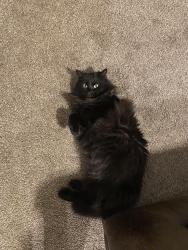 Lost Female Cat last seen Near n 4200 w , Plain City, UT 84404