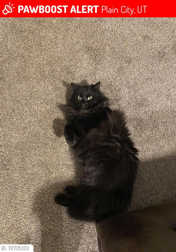 Lost Female Cat last seen Near n 4200 w , Plain City, UT 84404