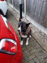 Found/Stray Unknown Dog last seen Millineium park , Southend-on-Sea, England SS0 0JL
