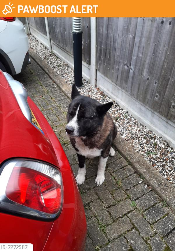 Found/Stray Unknown Dog last seen Millineium park , Southend-on-Sea, England SS0 0JL