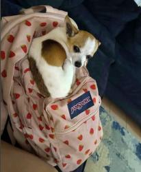 Lost Female Dog last seen  58TH ST & QUAKER AVE 79414 EVANS MIDDLE SCHOOL , Lubbock, TX 79414