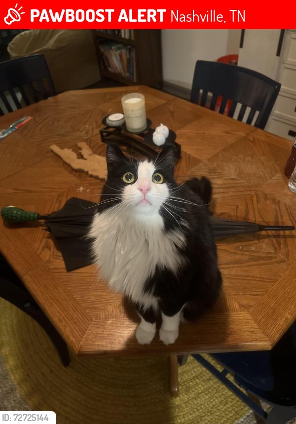 Lost Female Cat last seen Lincoya Bay apmts & s, Nashville, TN 37214