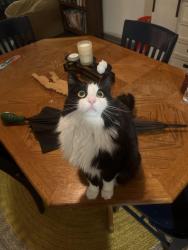 Lost Female Cat last seen Lincoya Bay apmts & s, Nashville, TN 37214