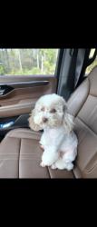 Lost Female Dog last seen 19th st and Orange ave Defuniak springs, DeFuniak Springs, FL 32435