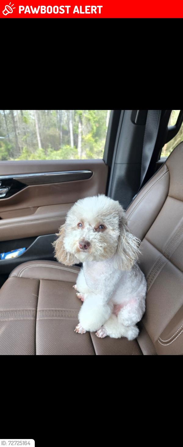 Lost Female Dog last seen 19th st and Orange ave Defuniak springs, DeFuniak Springs, FL 32435