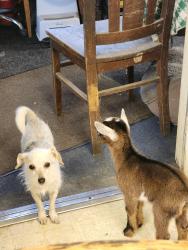 Lost Female Dog last seen Hwy 299E, Shasta County, CA 96008