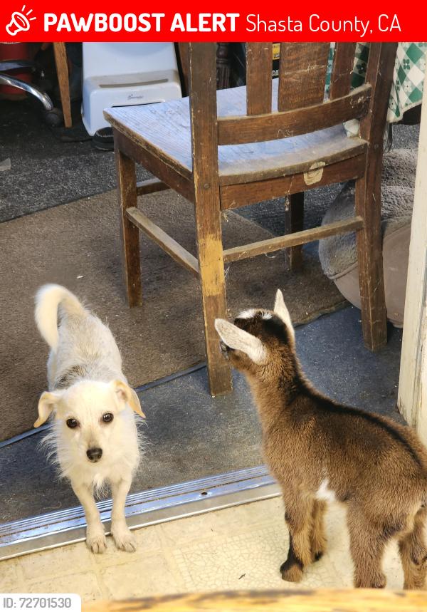 Lost Female Dog last seen Hwy 299E, Shasta County, CA 96008